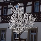 Wie schön kann der Frühling sein