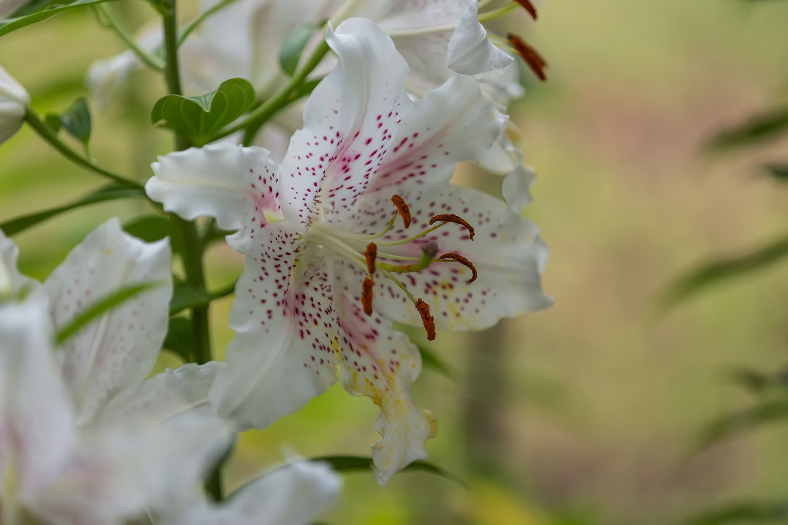 Wie schön sind die Lilien