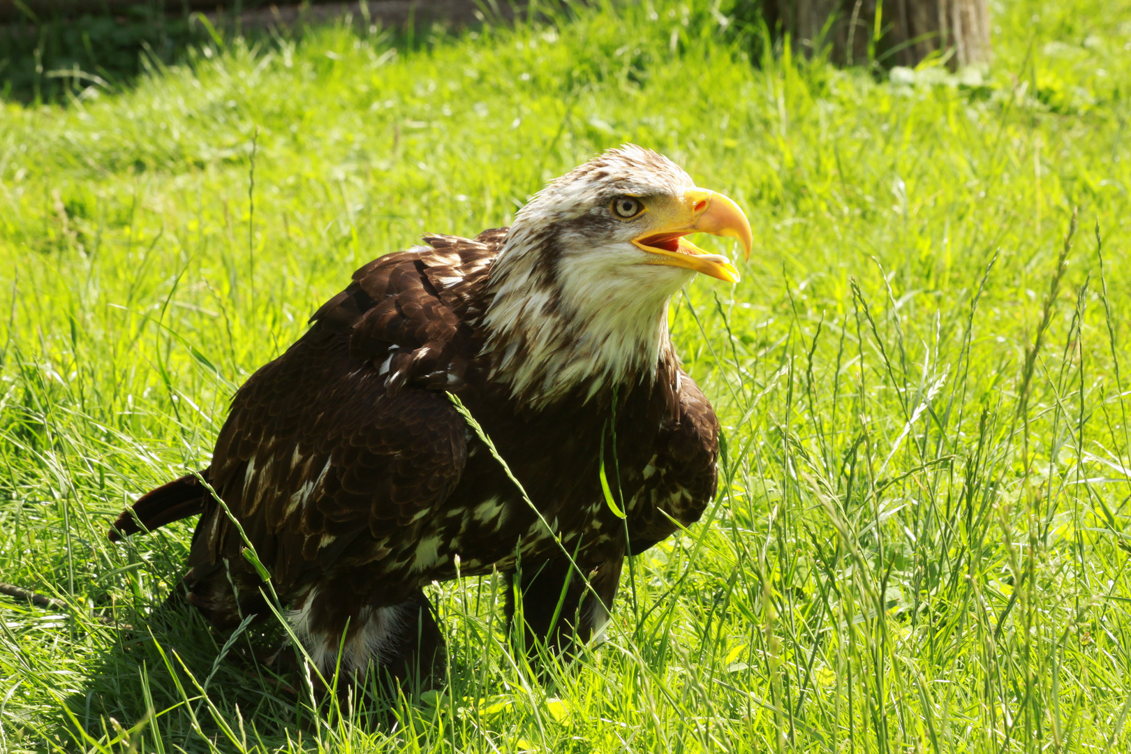 Wie schön: Sonne