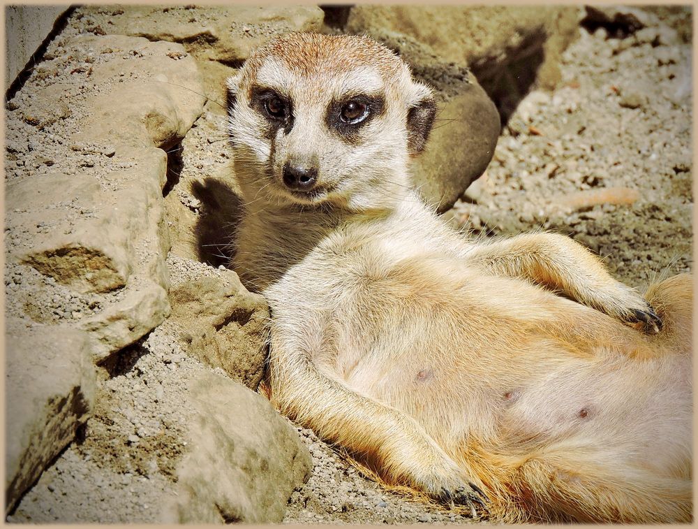 wie schön war´s doch im Sommer.. Foto & Bild | tiere, zoo, wildpark