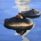 wie schwimmende Inseln......