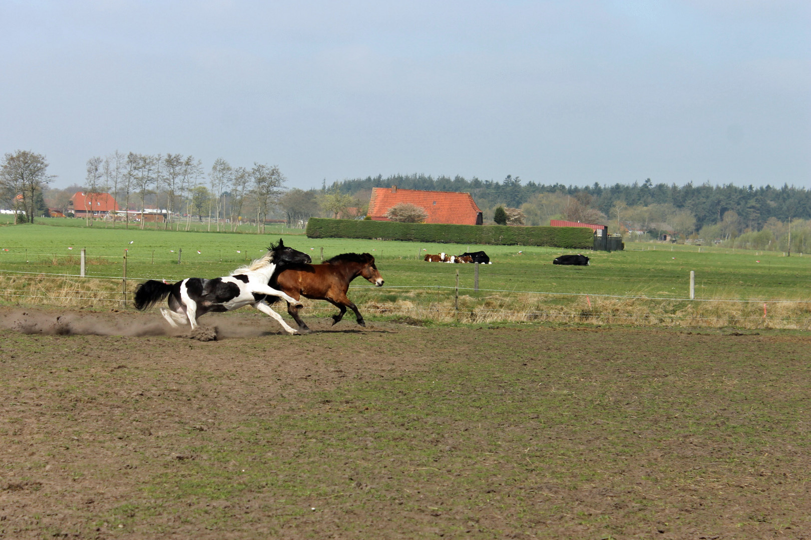 ... wie sich ein Pferd ganz schnell "hinhauen" kann...