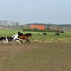 ... wie sich ein Pferd ganz schnell "hinhauen" kann...