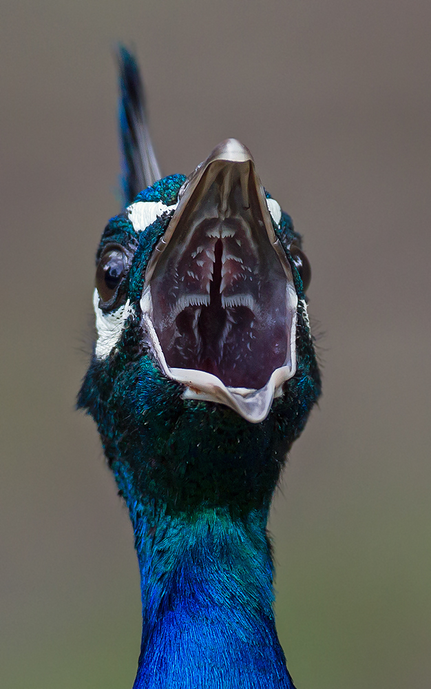 Wie sieht es eigentlich in einem Pfau aus?