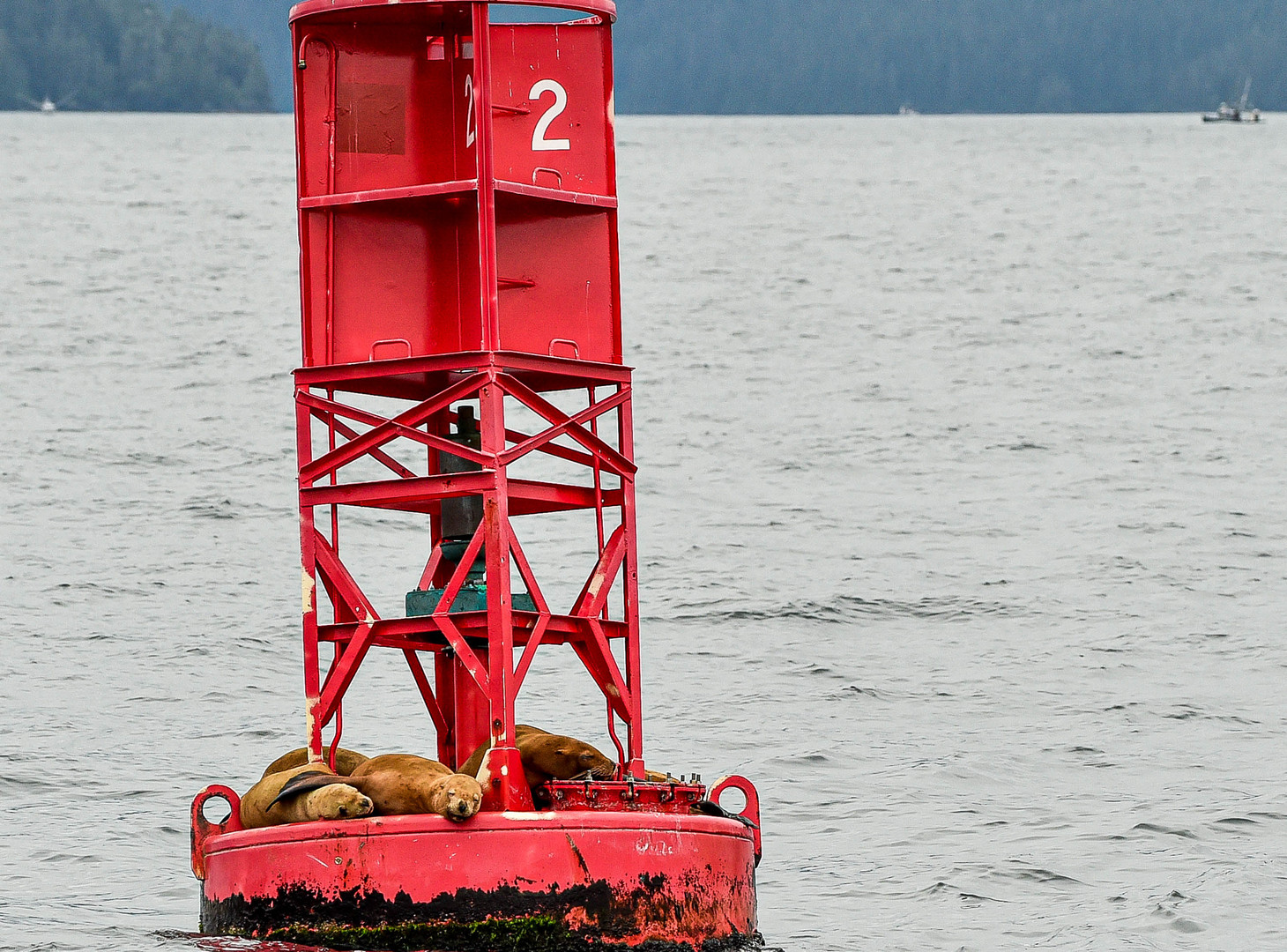 Wie sind die da raufgekommen ?                       DSC_5825