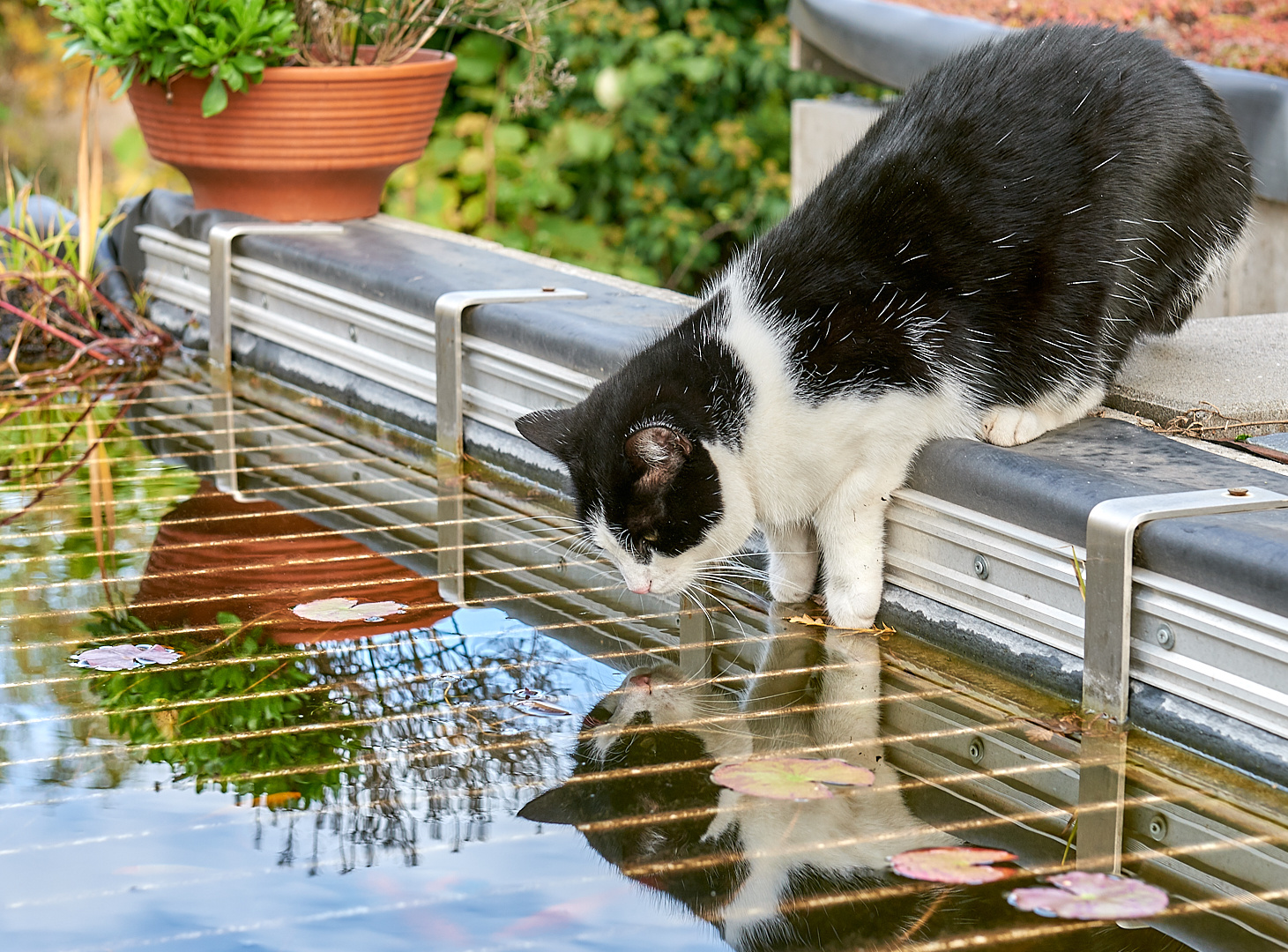 Wie soll man bei der Spiegelung die Fische sehen ???