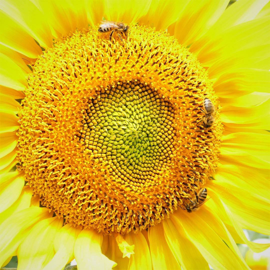 Wie Sonnenstrahlen