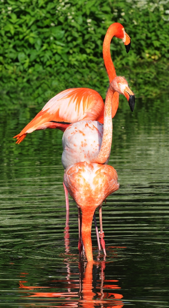 wie stapelt man flamingos ?