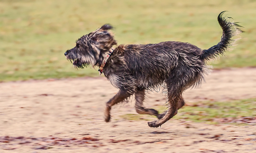 Wie steht ihr             zu freilaufende Hunde                   die alles Aufscheuchen?