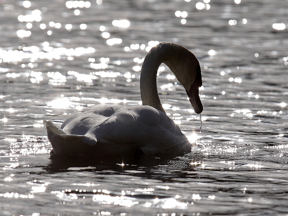 wie sterne im wasser...