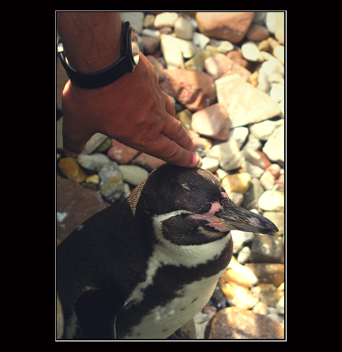 Wie streichelt man einen Pinguin?