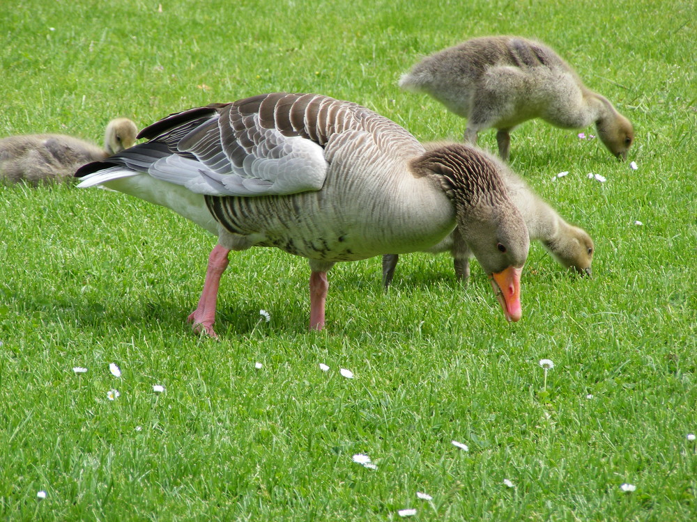 Wie suchen Gänseblümchen ;-)))