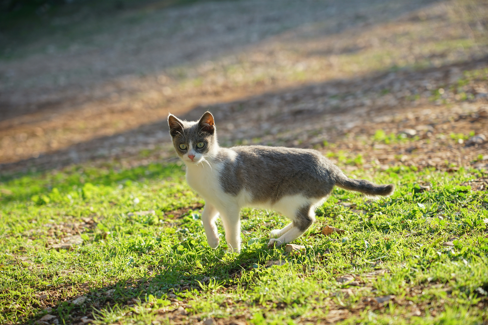 Wie süß kann eine Katze sein?