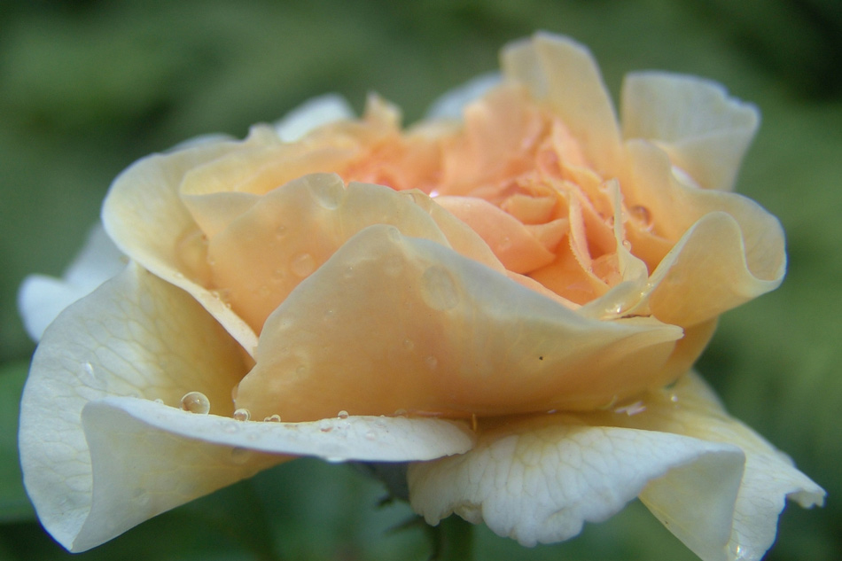 wie traurig wäre ein Sommer ohne Rosen...