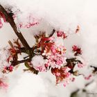 Wie verabredet trifft sich Schnee mit Schneeball