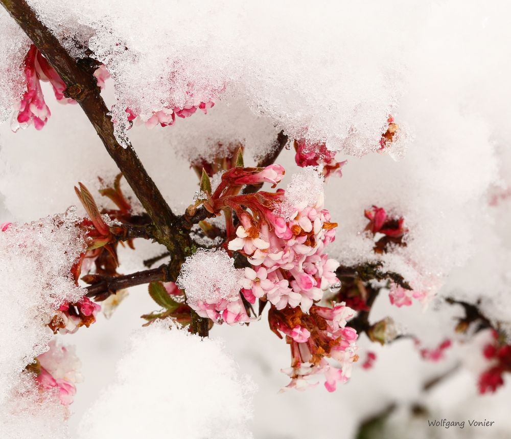 Wie verabredet trifft sich Schnee mit Schneeball