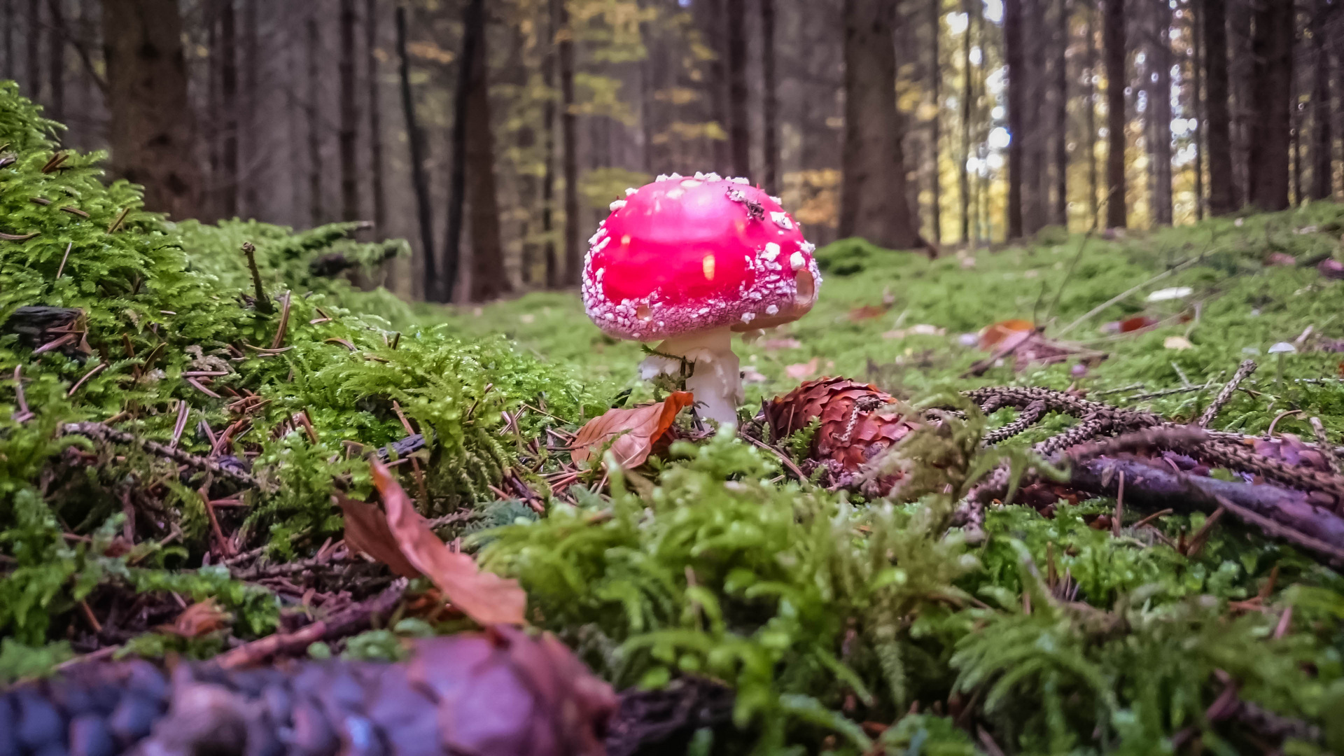 Wie verführerisch die Natur doch ist...