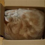 ...wie verpackt man eine Katze?....