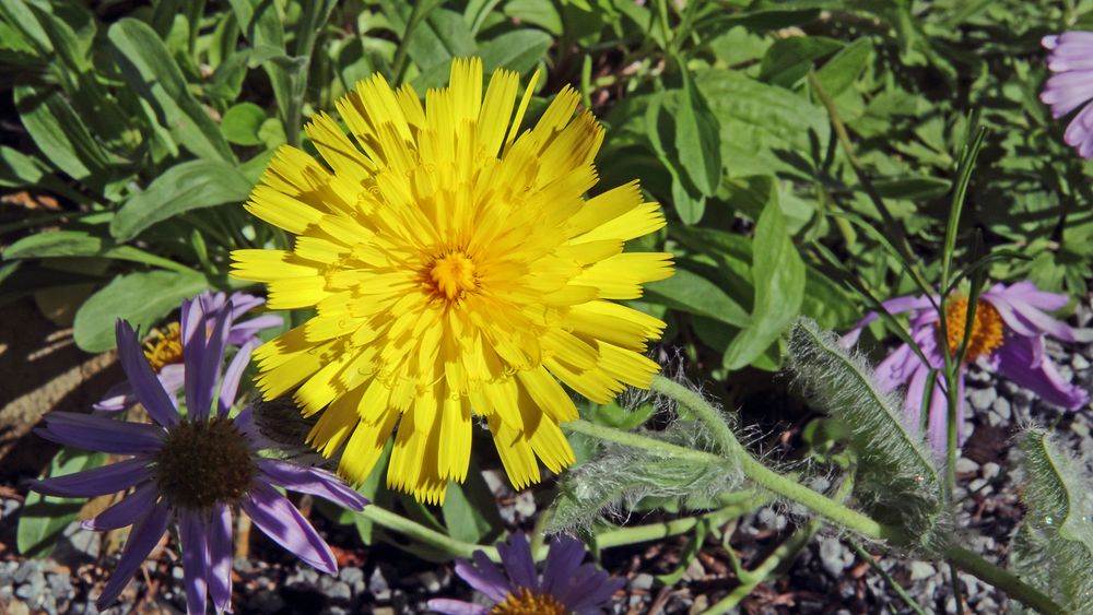 Wie versprochen nun auch die Blüte vom Zottigen Habichtskraut...