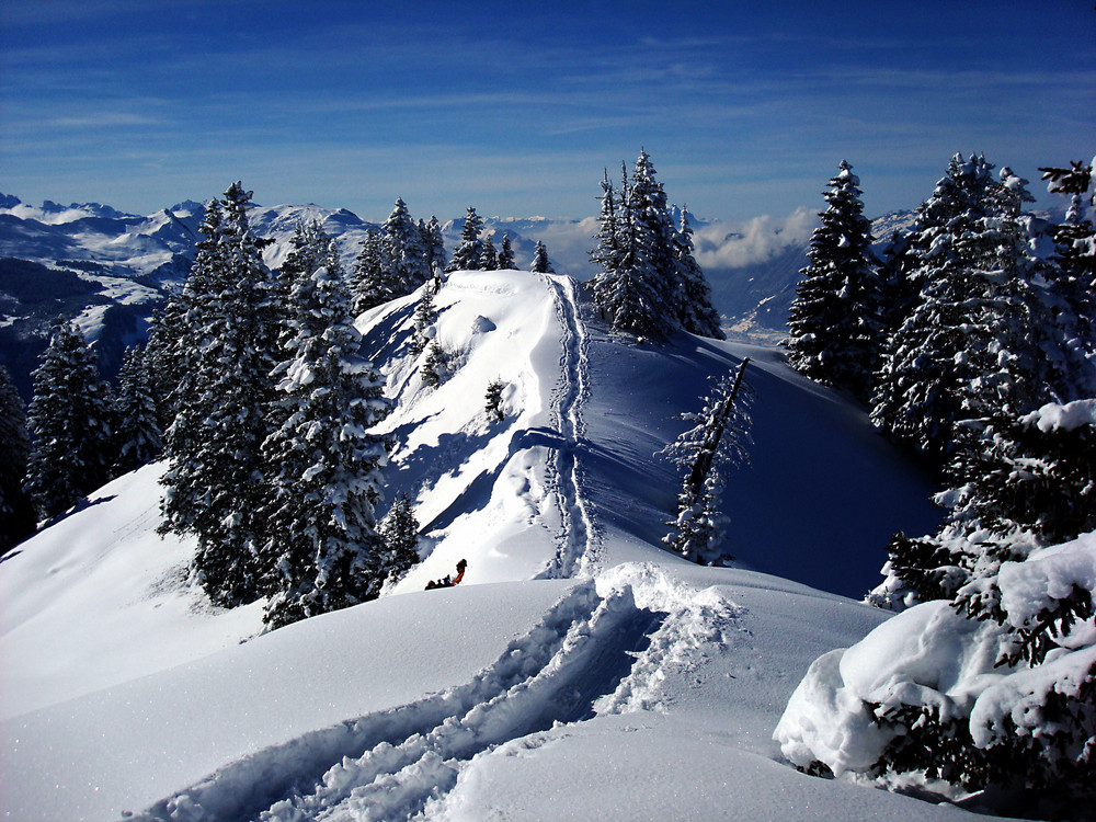 wie verzaubert stehen sie da die Tannen im Pulverschnee..