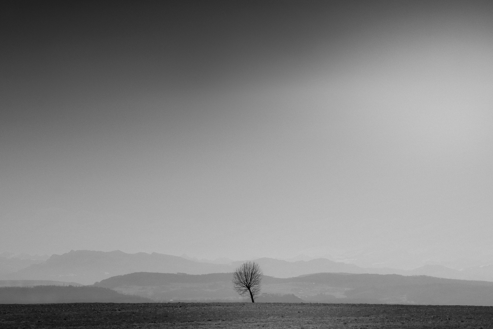 Wie viel Platz braucht ein Baum