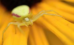 Wie viele Augen hat eine Krabbenspinne....?