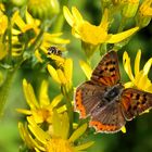 Wie viele Insekten sind zu sehen.....