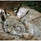 Wie viele Ohren hat ein Luchs?