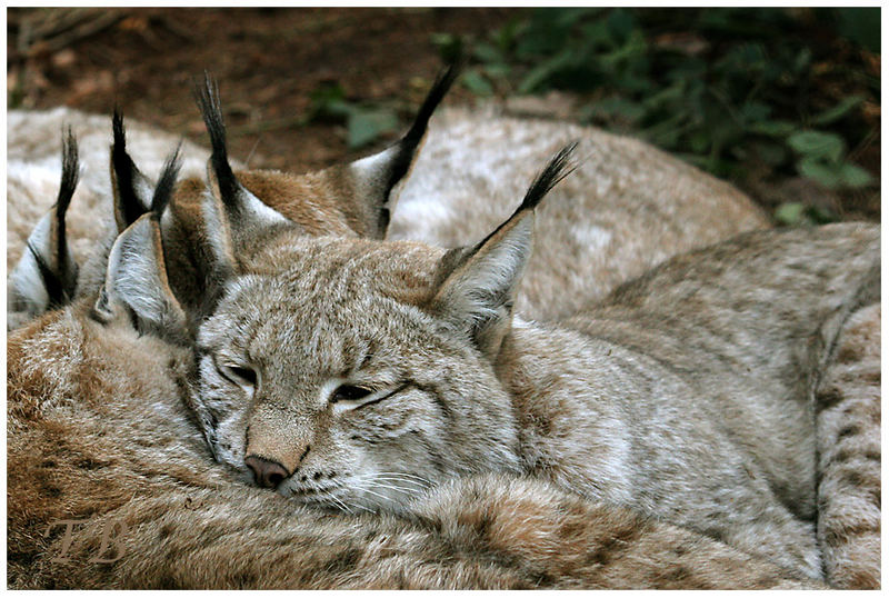 Wie viele Ohren hat ein Luchs?