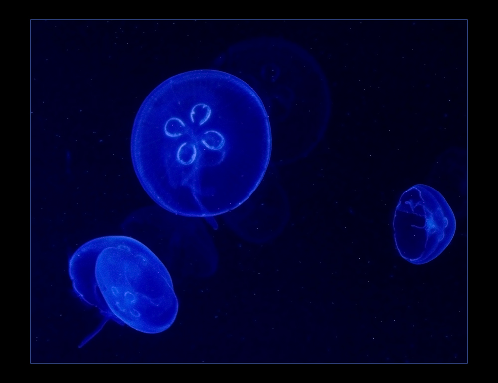 ...wie von einem anderen Stern...- Medusas im Oceanografic (für Jacky Kobelt)