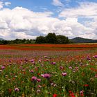 Wie wäre es mal mit Blau Mohn und Roter Mohn?