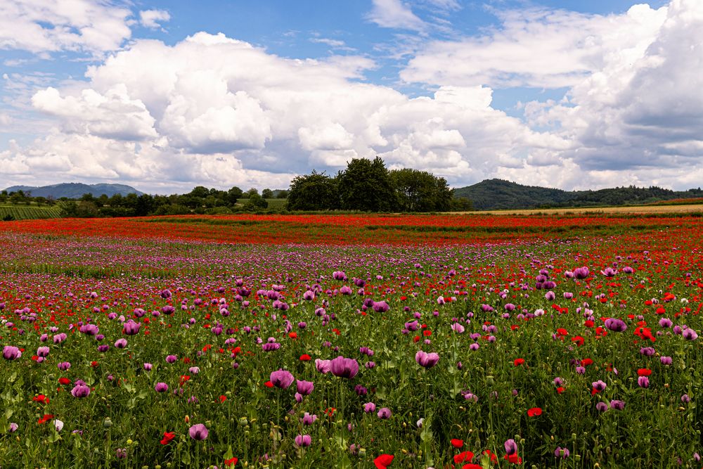 Wie wäre es mal mit Blau Mohn und Roter Mohn?