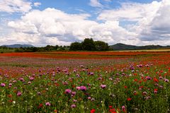 Wie wäre es mal mit Blau Mohn und Roter Mohn?