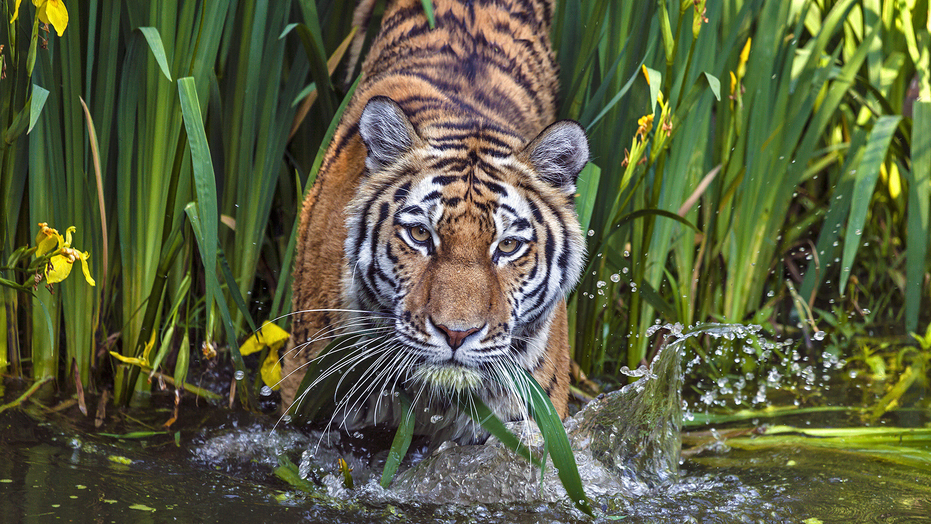 WIE wäscht man einen Tiger?