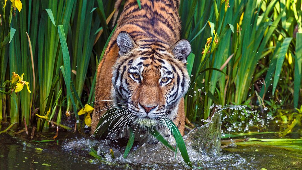 WIE wäscht man einen Tiger?