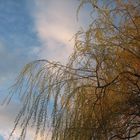 wie wahr-es ist tatsächlich nur ein baum