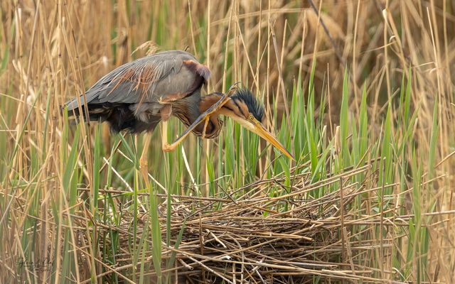 °°_Wie war das doch gleich_°°