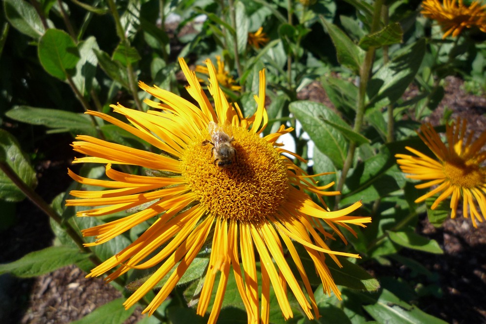 Wie war das mit Biene und Blume ?