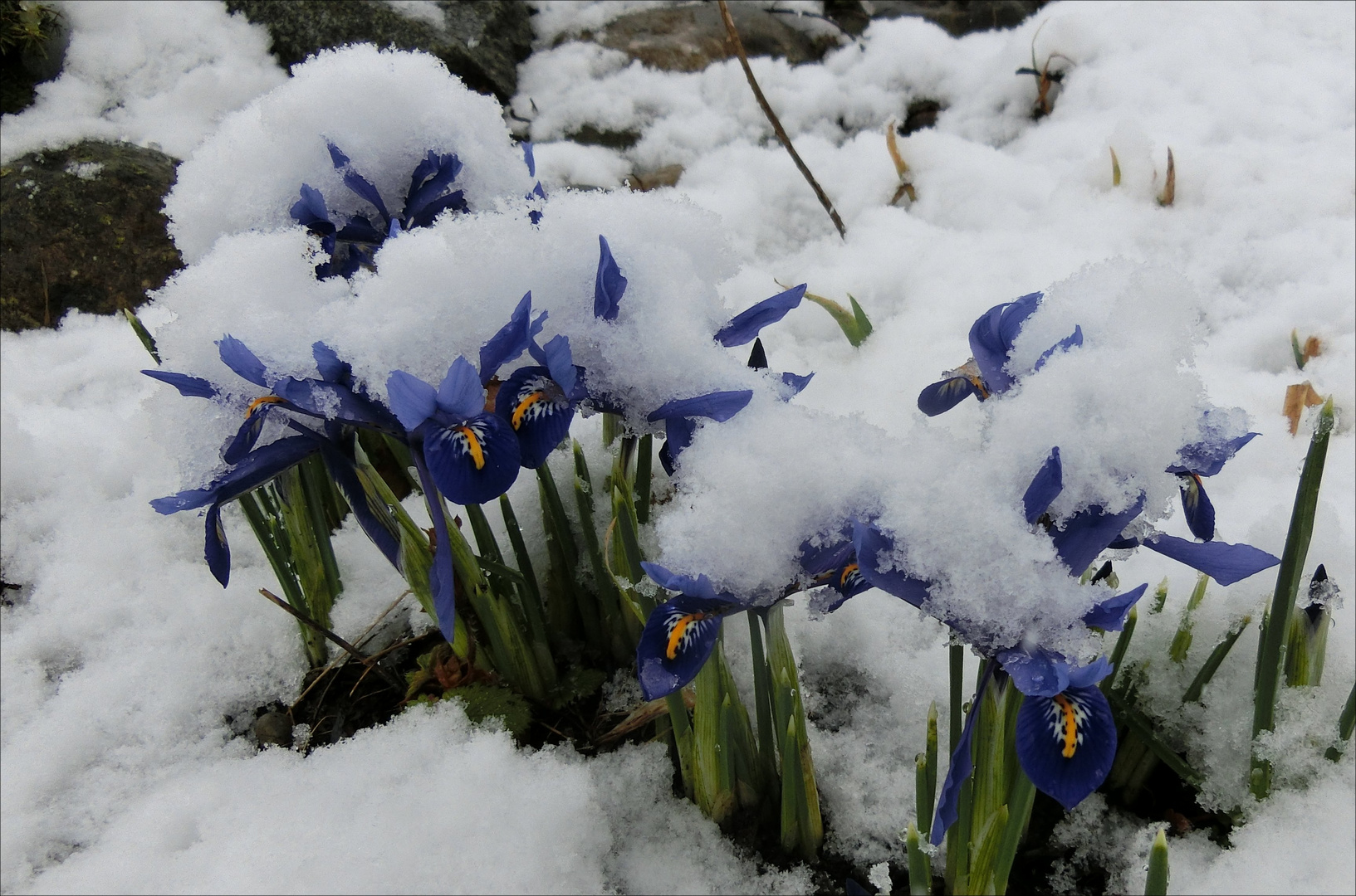 Wie war das mit dem Frühling?