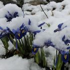 Wie war das mit dem Frühling?