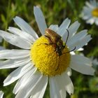 wie war das mit den Bienen und den Blüten ?