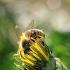 Wie war das mit den Bienen und den Blumen? ;-)