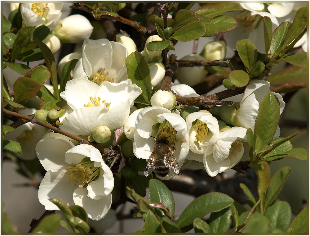 wie war das mit den blüten und den bienen?