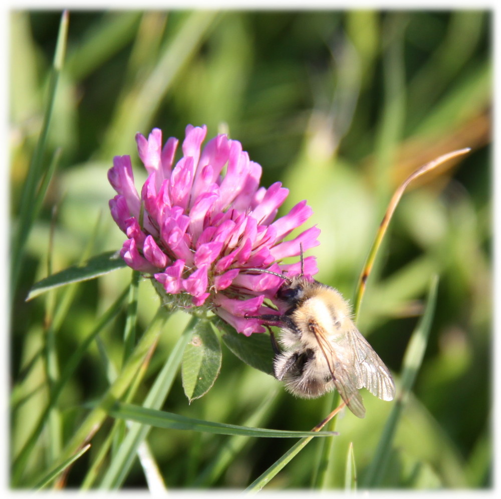 Wie war das noch mit den Bienchen und Blümchen......