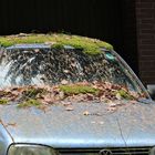 Wie war das nochmal mit dem Gras über die Sache wachsen lassen?