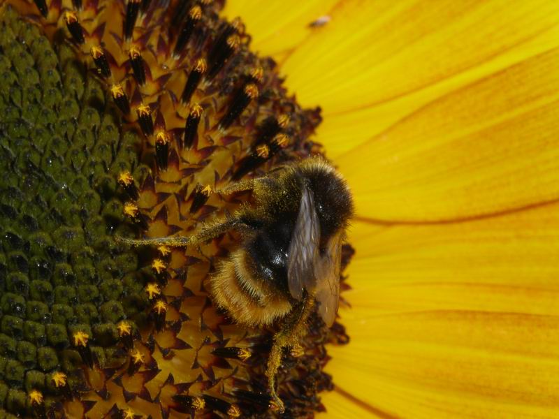 Wie war das schnell mit den Bienchen und Blümchen ? *g*