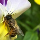 Wie war die Story mit den Bienen und Blumen?