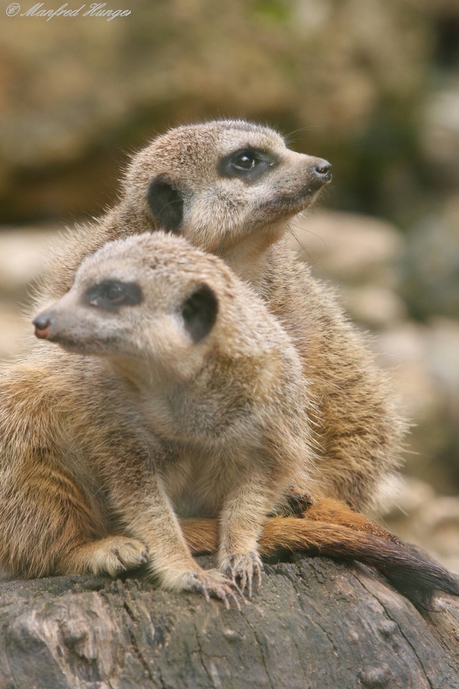 Wie, was, wo - Besucher aus Norddeutschland im Tierpark Eisenberg??