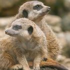 Wie, was, wo - Besucher aus Norddeutschland im Tierpark Eisenberg??