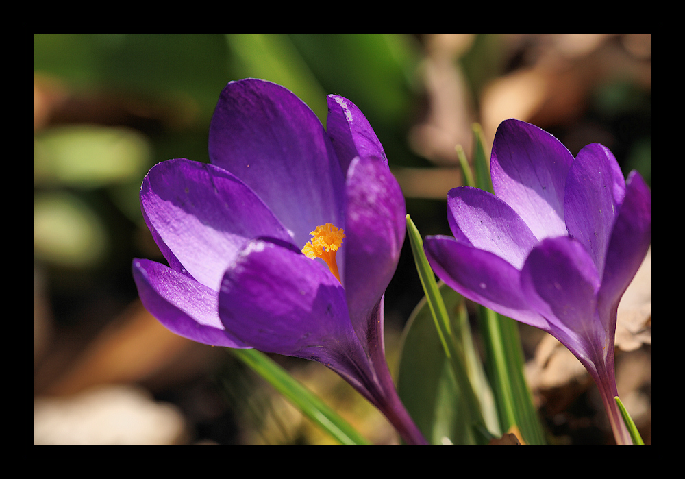 Wie weit ist der Frühling ?